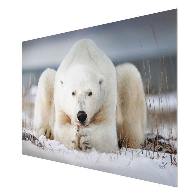 Print on aluminium - Contemplative Polar Bear