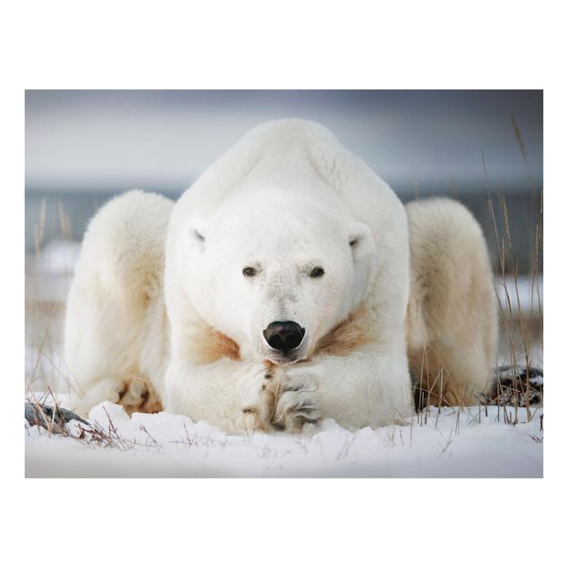 Aluminium dibond Contemplative Polar Bear