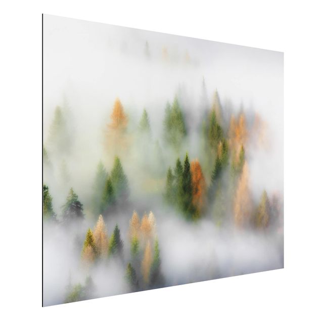 Print on aluminium - Cloud Forest In Autumn