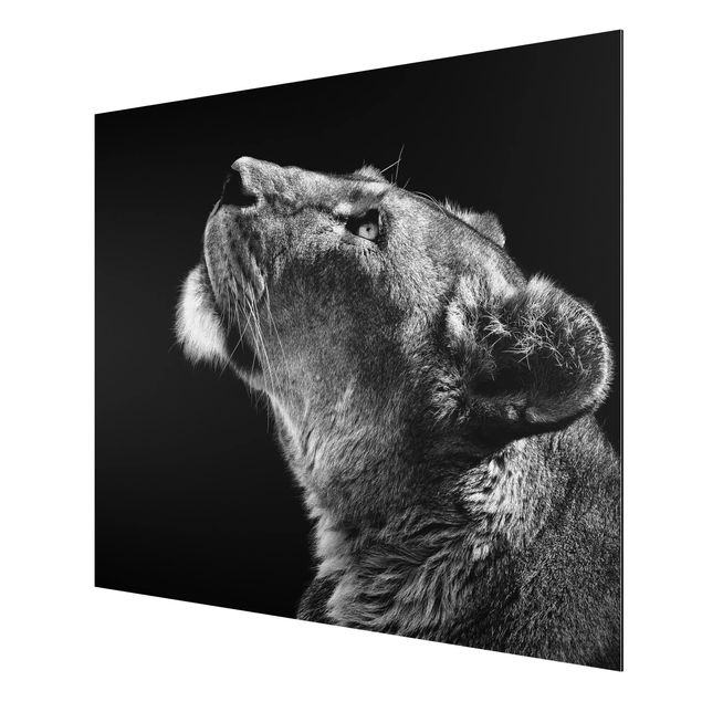 Print on aluminium - Portrait Of A Lioness