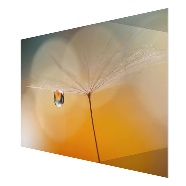 Print on aluminium - Dandelion In Orange