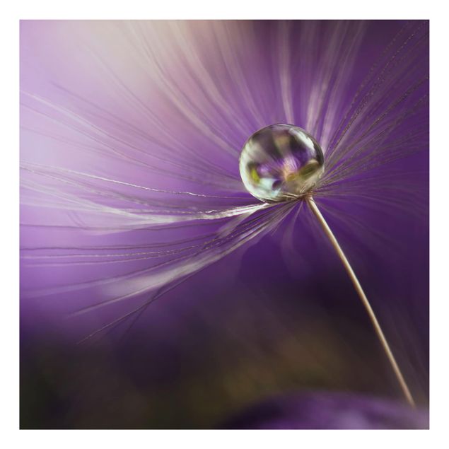 Print on aluminium - Dandelion In Violet