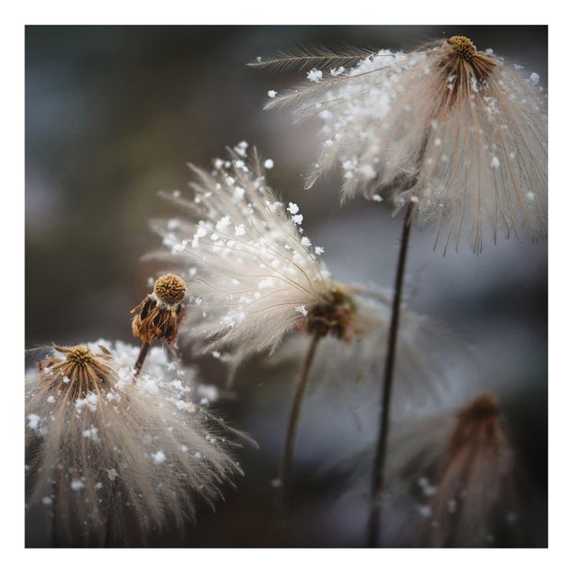 Dibond Dandelions With Snowflakes