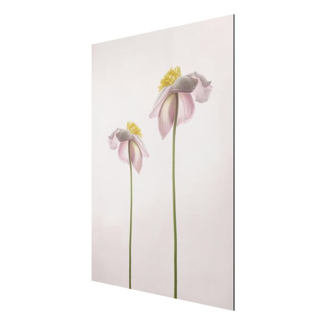 Print on aluminium - Pink Anemone Blossoms