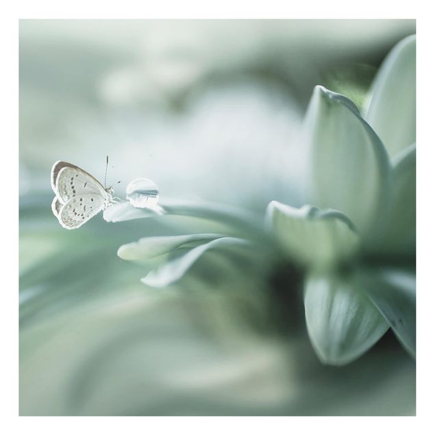 Alu dibond Butterfly And Dew Drops In Pastel Green