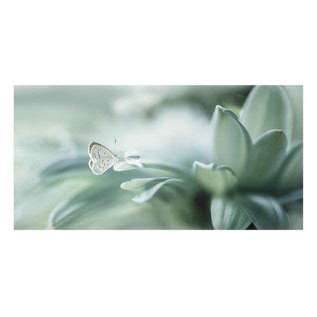 Alu dibond Butterfly And Dew Drops In Pastel Green