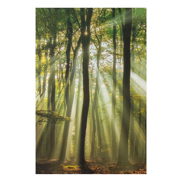Print on aluminium - Sunny Day In The Forest