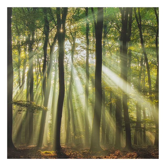 Print on aluminium - Sunny Day In The Forest