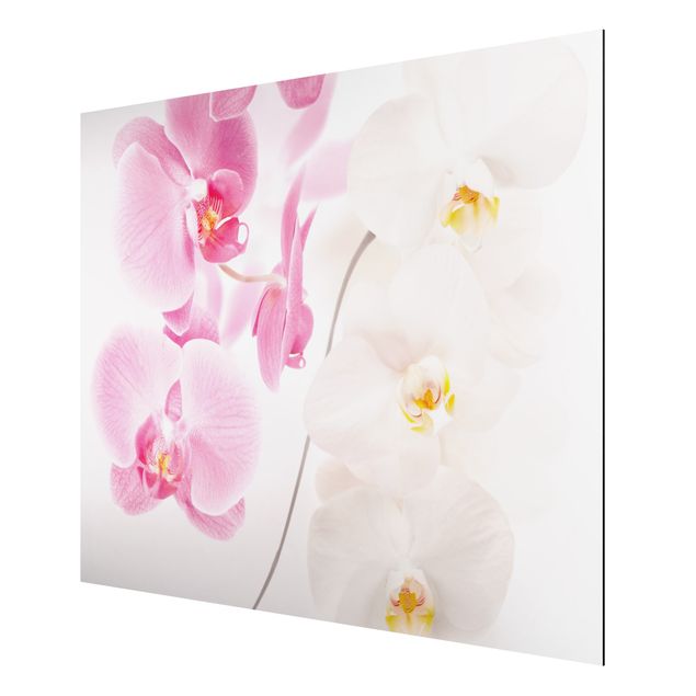Print on aluminium - Delicate Orchids