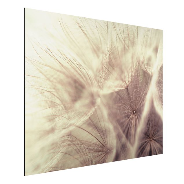 Print on aluminium - Detailed Dandelion Macro Shot With Vintage Blur Effect