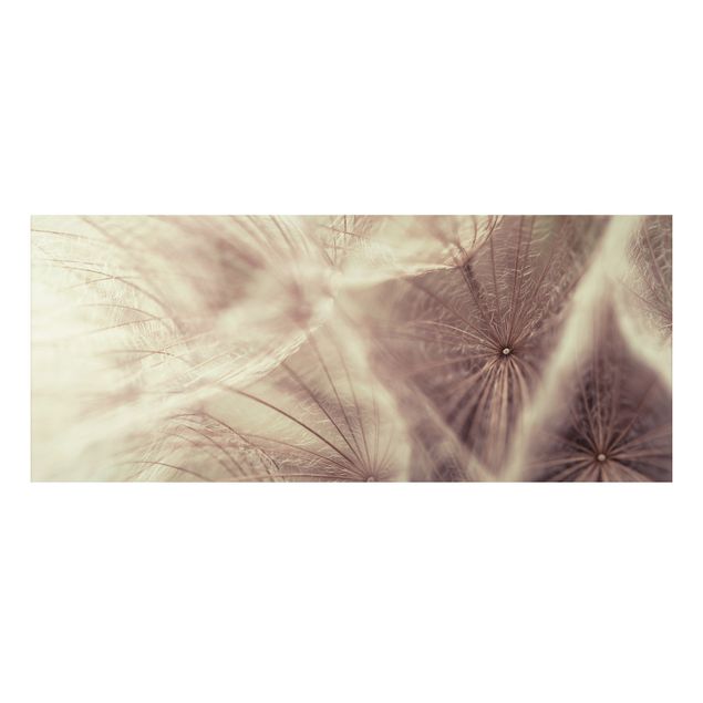 Print on aluminium - Detailed Dandelion Macro Shot With Vintage Blur Effect