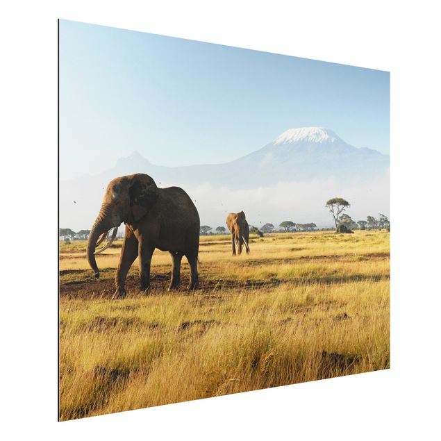 Dibond Elephants In Front Of The Kilimanjaro In Kenya