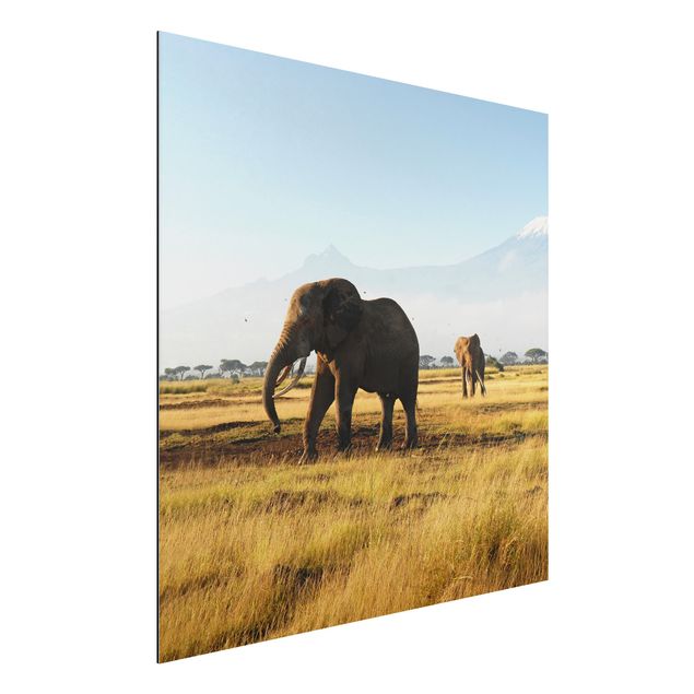Dibond Elephants In Front Of The Kilimanjaro In Kenya
