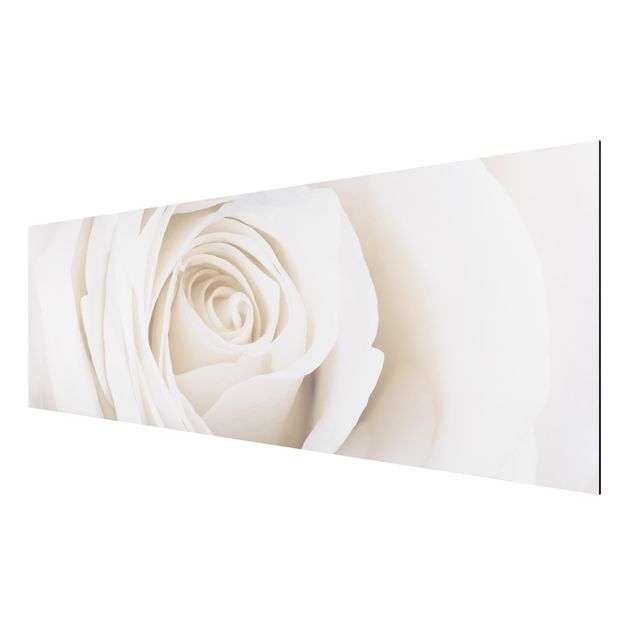 Print on aluminium - Pretty White Rose