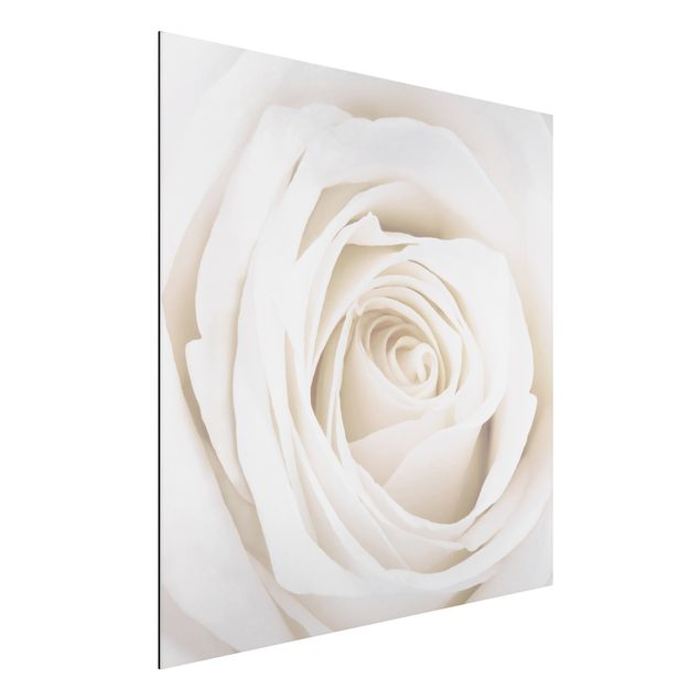 Aluminium dibond Pretty White Rose