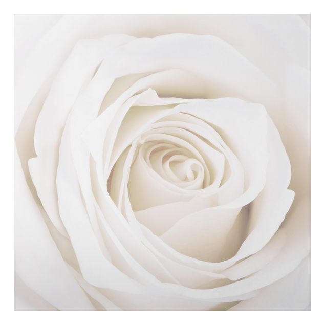 Print on aluminium - Pretty White Rose