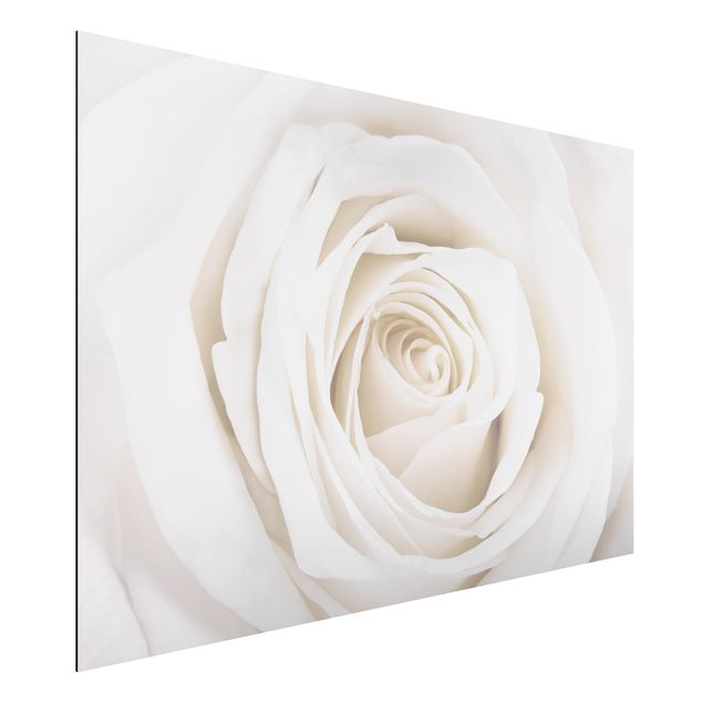 Aluminium dibond Pretty White Rose
