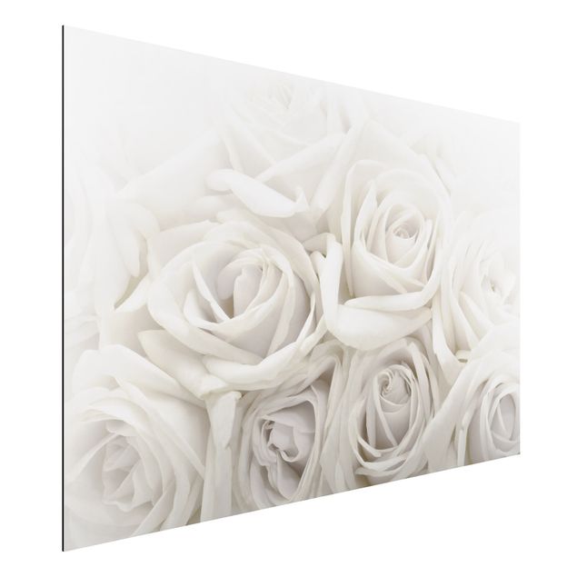 Alu dibond White Roses