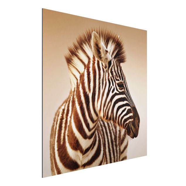 Aluminium dibond Zebra Baby Portrait