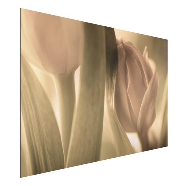 Dibond Delicate Tulip