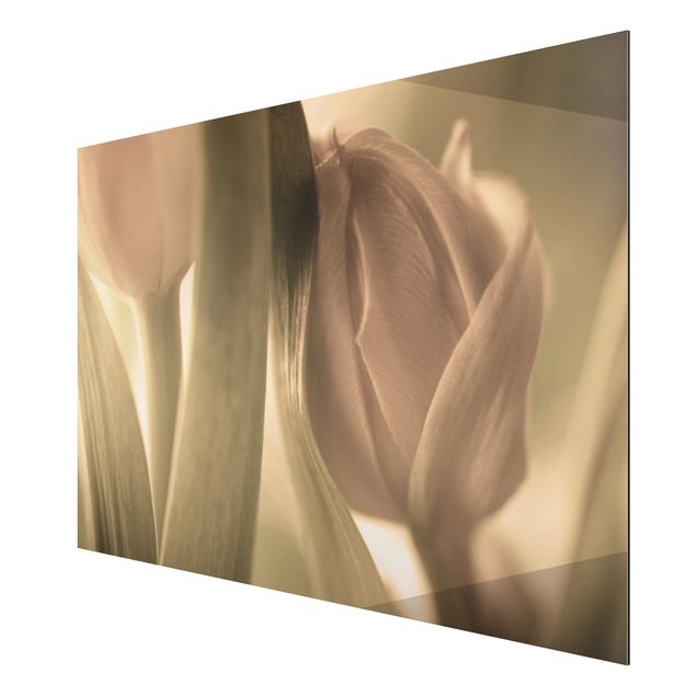 Print on aluminium - Delicate Tulip