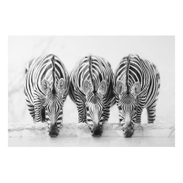 Aluminium dibond Zebra Trio In Black And White