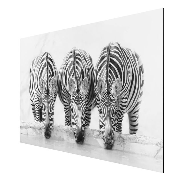 Print on aluminium - Zebra Trio In Black And White