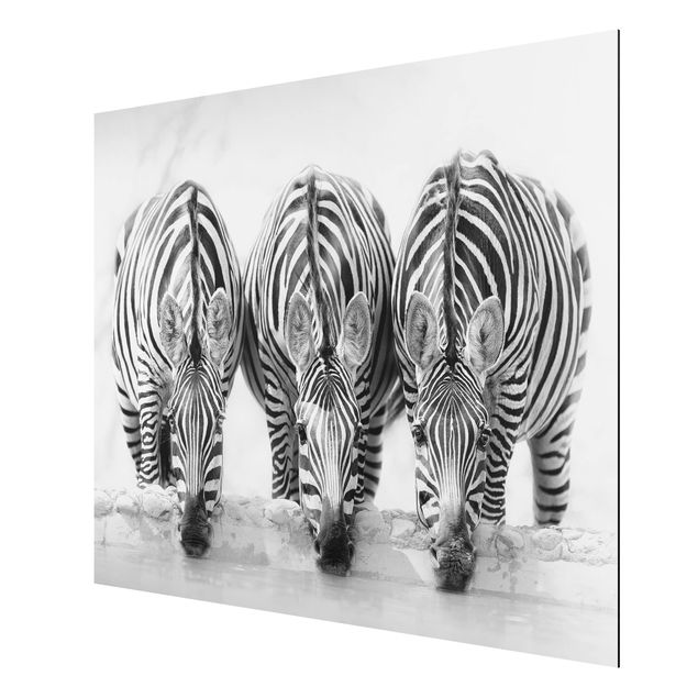 Print on aluminium - Zebra Trio In Black And White