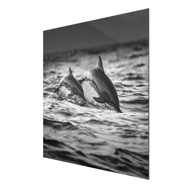 Print on aluminium - Two Jumping Dolphins