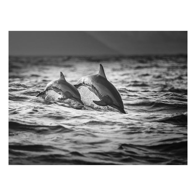 Print on aluminium - Two Jumping Dolphins