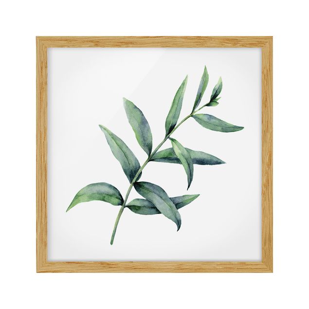Framed poster - Waterclolour Eucalyptus l