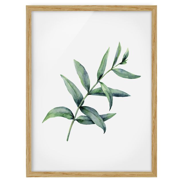 Framed poster - Waterclolour Eucalyptus l