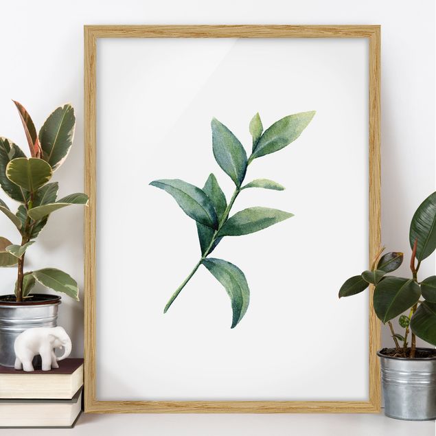 Framed poster - Waterclolour Eucalyptus ll
