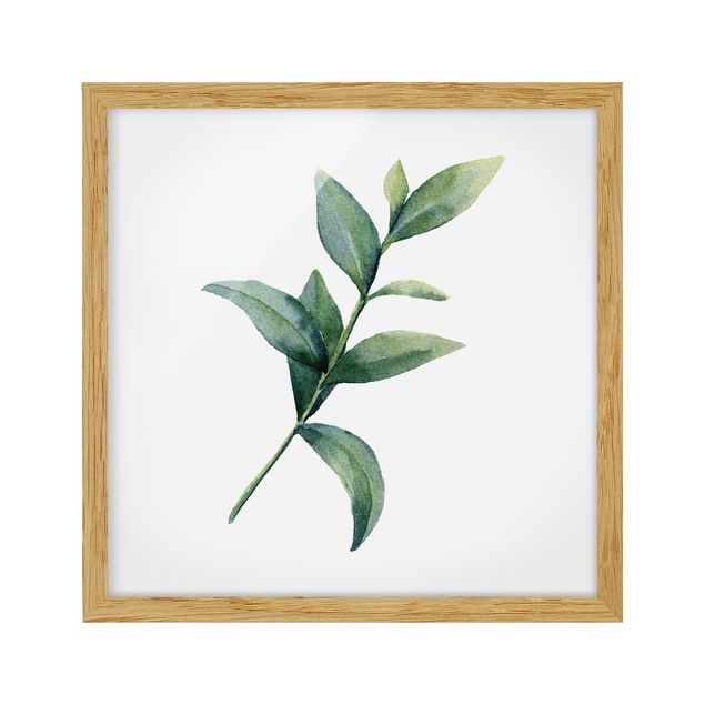Framed poster - Waterclolour Eucalyptus ll