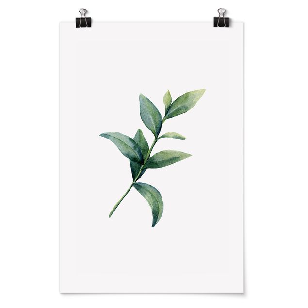 Poster - Waterclolour Eucalyptus ll