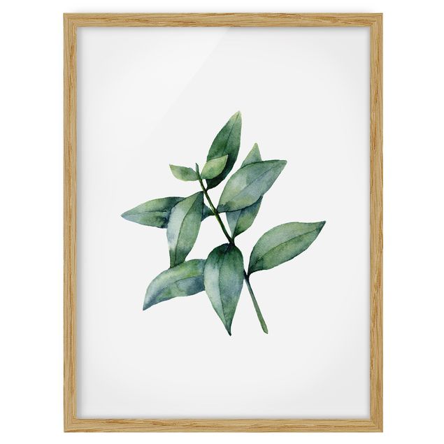 Framed poster - Waterclolour Eucalyptus lll