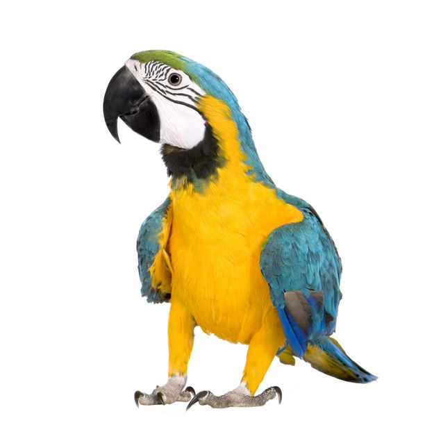 Window sticker - Macaw