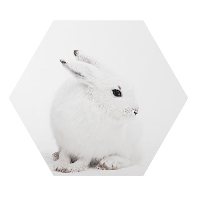 Alu-Dibond hexagon - Arctic Hare