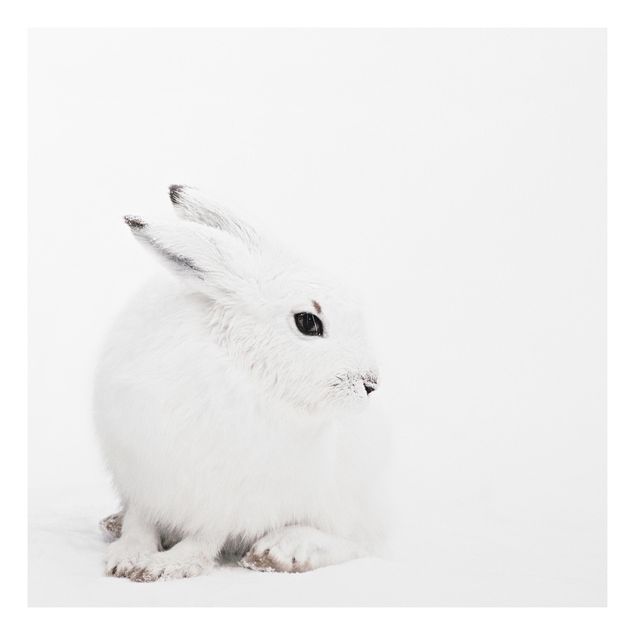 Print on forex - Arctic Hare - Square 1:1