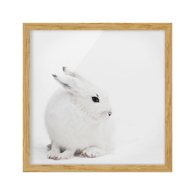 Framed poster - Arctic Hare