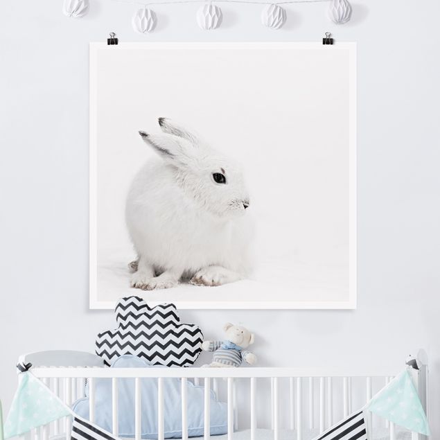 Poster - Arctic Hare
