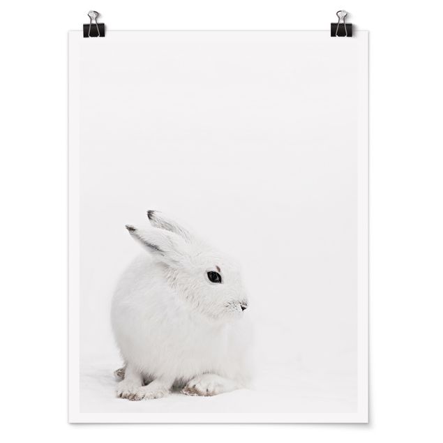 Poster - Arctic Hare