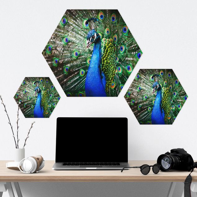 Forex hexagon - Noble Peacock