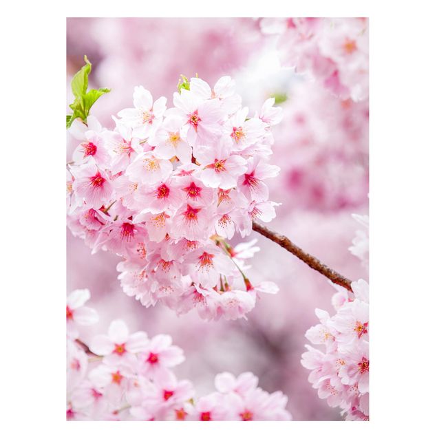 Magnetic memo board - Japanese Cherry Blossoms