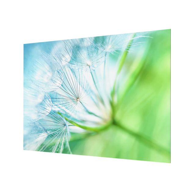 Glass Splashback - Abstract dandelion - Landscape 3:4