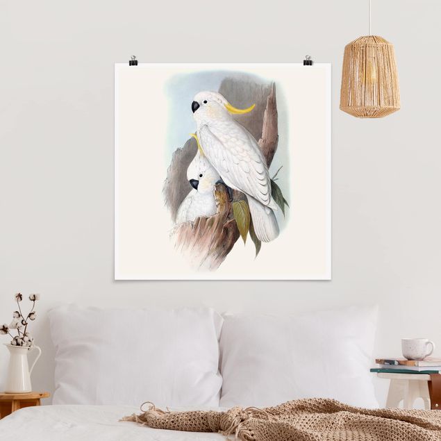 Poster - Pastel Parrots III