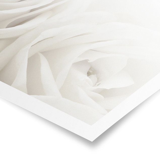 Panoramic poster flowers - White Roses