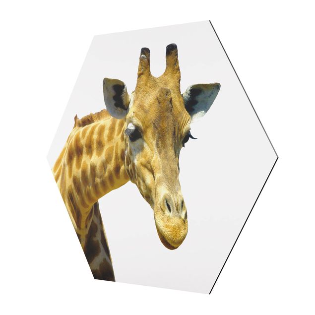 Alu-Dibond hexagon - No.21 Prying Giraffe