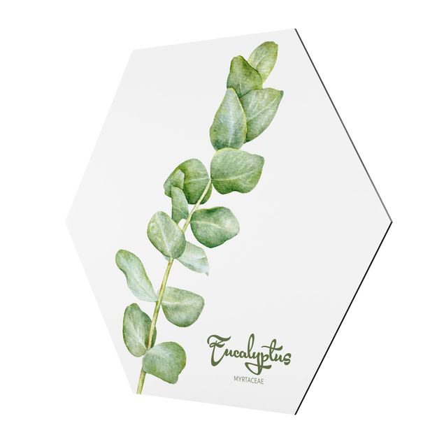 Alu-Dibond hexagon - Watercolour Botany Eucalyptus