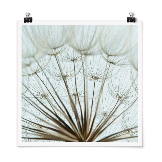 Poster - Beautiful dandelion macro shot